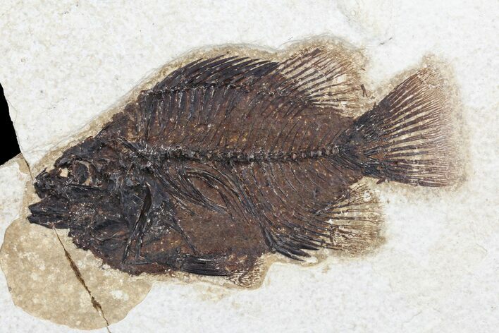 Bargain Fossil Fish (Cockerellites) - Green River Formation #96936